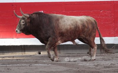 PREMIO CLUB COCHERITO AL TORO MAS BRAVO DE LAS CORRIDAS GENERALES 2014