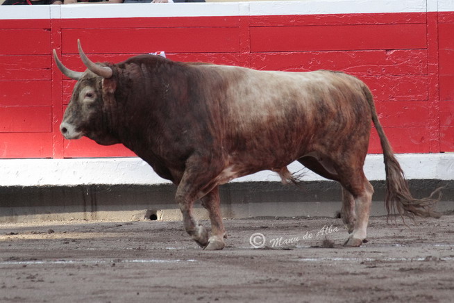 PREMIO CLUB COCHERITO AL TORO MAS BRAVO DE LAS CORRIDAS GENERALES 2014