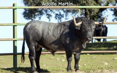 EXCURSIÓN A MADRID. CORRIDA IVAN FANDIÑO. ¡ÚLTIMA HORA: LAS FOTOS DE LOS 6 TOROS!