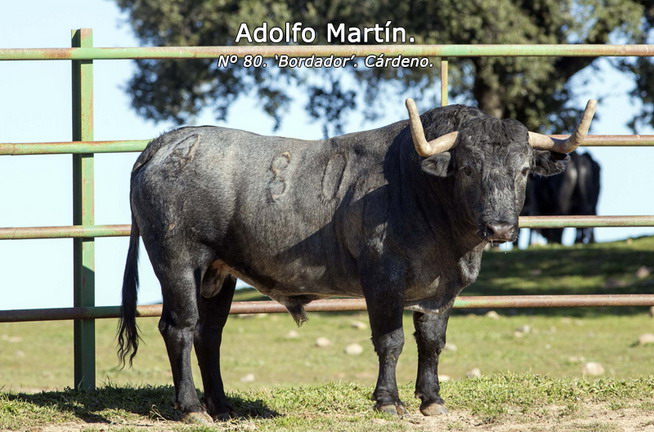 EXCURSIÓN A MADRID. CORRIDA IVAN FANDIÑO. ¡ÚLTIMA HORA: LAS FOTOS DE LOS 6 TOROS!