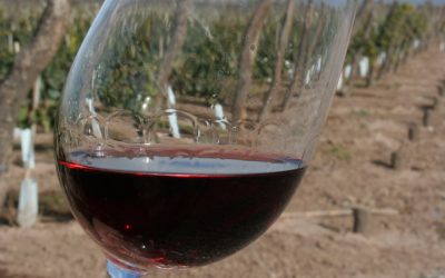 CATA DIDÁCTICA DE VINO