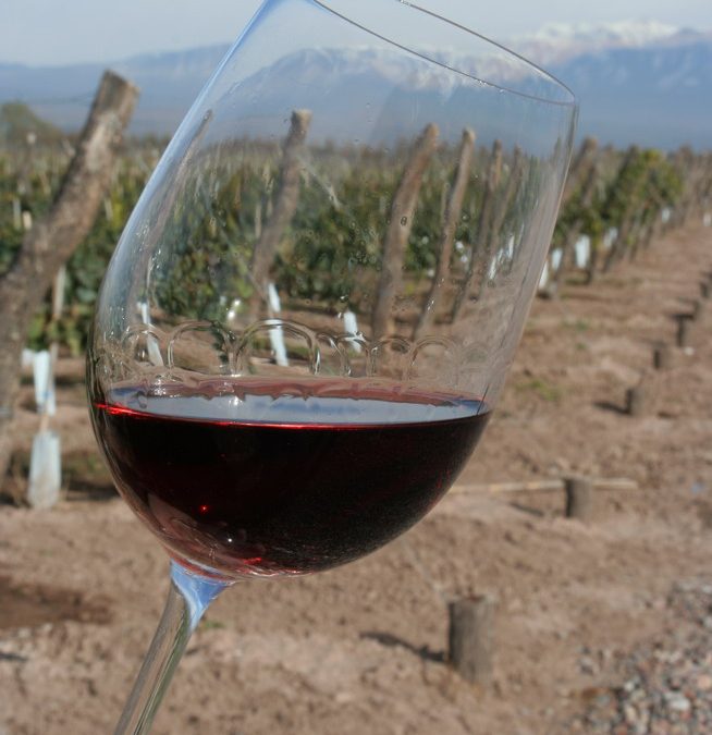 CATA DIDÁCTICA DE VINO
