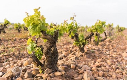 «NUEVOS TOREROS, NUEVOS VINOS»